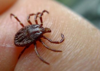¡Las garrapatas no se tocan! Y en Salud están decididos a dejar claro por qué
