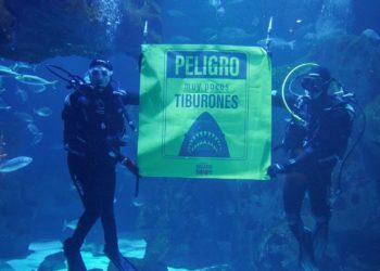 Ellos no son el peligro; nosotros, sí: el Acuario alerta de la amenaza que se cierne sobre los tiburones