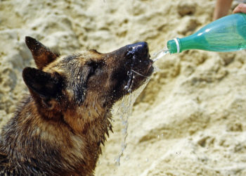 Nuestras mascotas también sufren el calor: éstos son los consejos del SEPA para mitigar sus efectos en animales