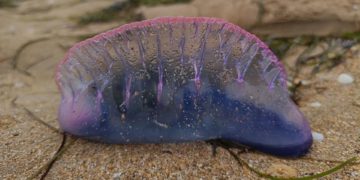Medio Ambiente ya prueba una barrera experimental para evitar la llegada de carabelas a la costa local