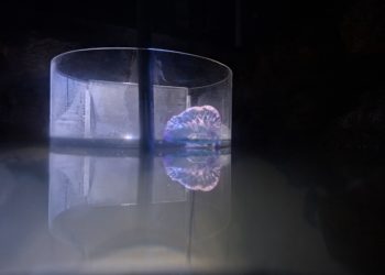 El Acuario de Gijón abre al público el primer tanque del mundo con carabelas portuguesas vivas