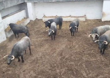 Lorenzo, Ginés Marín y Clemente abren la Feria de Begoña con toros de La Quinta