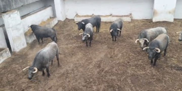 Lorenzo, Ginés Marín y Clemente abren la Feria de Begoña con toros de La Quinta