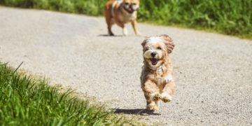 Mieres cambia la gestión de su albergue (puesto en entredicho por los animalistas): una empresa gallega toma el relevo