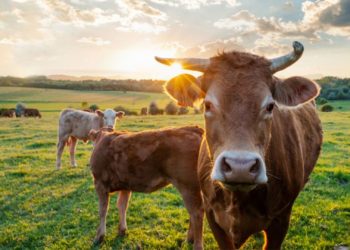 Herido grave un hombre tras ser embestido por una vaca en Candamo