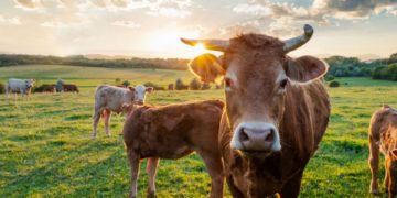 Herido grave un hombre tras ser embestido por una vaca en Candamo