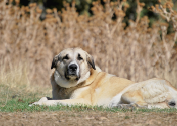 Hasta 10.800 euros al año: la nueva ayuda que prepara Asturias para quienes tengan estos perros