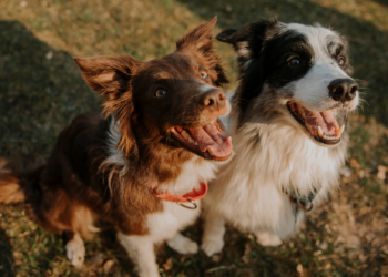De los paseos al veterinario: lo que cuesta realmente tener un perro en Asturias