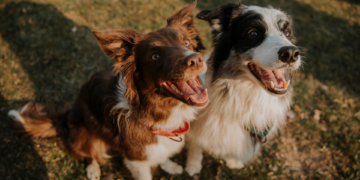 De los paseos al veterinario: lo que cuesta realmente tener un perro en Asturias