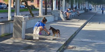 Esto es lo que los gijoneses le han pedido a la nueva Ordenanza de Protección y Bienestar Animal