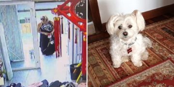 Buscan a una mujer que robó una hembra de bichón maltés en plena calle en El Natahoyo: «No hemos pegado ojo»
