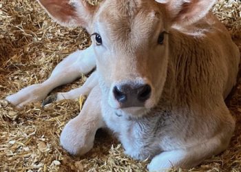 Gijón acoge el congreso europeo de criadores de vacas de raza parda con participantes de más de 20 países