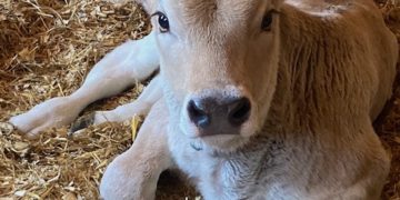 Gijón acoge el congreso europeo de criadores de vacas de raza parda con participantes de más de 20 países