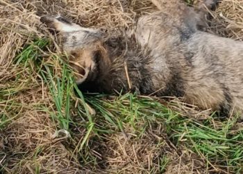 Un lobo aparece muerto en Castropol y el Grupo Lobo pide investigar un posible envenenamiento