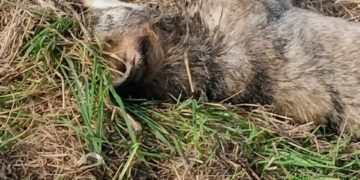 Un lobo aparece muerto en Castropol y el Grupo Lobo pide investigar un posible envenenamiento