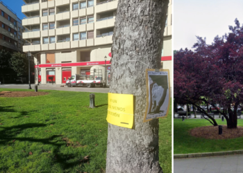 «Ni un árbol menos en Xixón»: cuelgan carteles en la plazuela San Miguel en protesta por la tala de dos ejemplares