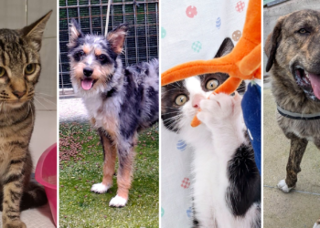 ¿Tienes sitio en casa? Los perros y gatos del albergue de Gijón buscan familias que los acojan durante las obras