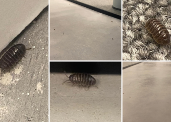 «Son cientos»: una plaga de cochinillas se extiende por la nueva Jefatura de Policía de Gijón