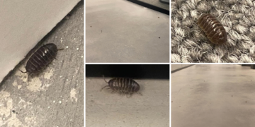 «Son cientos»: una plaga de cochinillas se extiende por la nueva Jefatura de Policía de Gijón