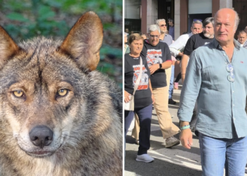 La guerra del lobo estalla de nuevo en Asturias: el PP lanza una seria advertencia al PSOE