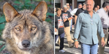 La guerra del lobo estalla de nuevo en Asturias: el PP lanza una seria advertencia al PSOE