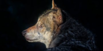 El TSJA permite continuar con el plan de control del lobo en Asturias pese al recurso ecologista