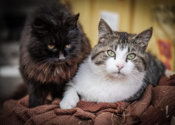L’adopción responsable d’animales necesita tiempu y compromisu