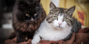 L’adopción responsable d’animales necesita tiempu y compromisu