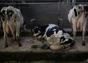 Un cable eléctrico para castigar a las vacas: denuncian la cruel práctica en una explotación de Navia