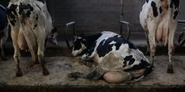Un cable eléctrico para castigar a las vacas: denuncian la cruel práctica en una explotación de Navia