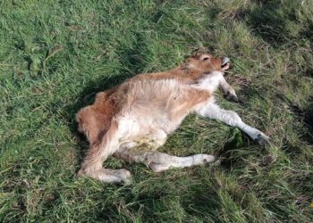 Seis animales muertos en una semana en Tineo: URA denuncia una sucesión de ataques de lobos