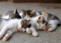 Casetas para los gatos callejeros: el último Ayuntamiento asturiano que se suma a la protección de los felinos