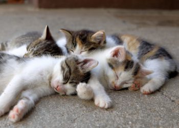 Casetas para los gatos callejeros: el último Ayuntamiento asturiano que se suma a la protección de los felinos